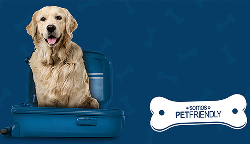 Want to travel with your pet? Hotel ILUNION Málaga